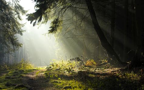 Forest Sun Rays Grass Trees Road Italy Nature Landscape Wallpaper Coolwallpapers Me