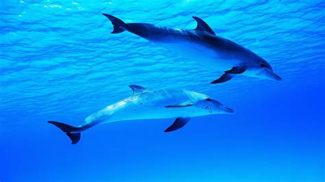 배경 화면 수중 세계에서 돌고래 파란 색깔 1920x1200 Hd 그림 이미지