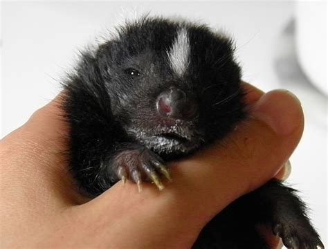 Baby Skunk Discreetly Visits Manhattan Animaltourism News