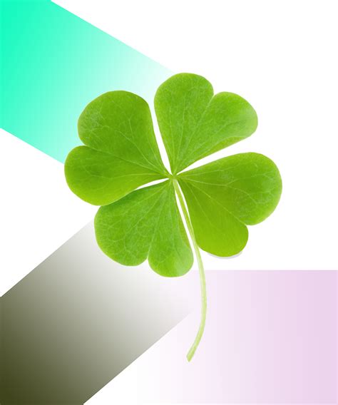 Four Leaf Clover Folklore Meaning St Patrick Day 2017