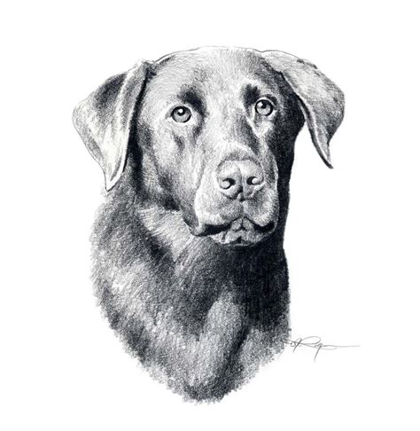 Chocolate Lab Labrador Dog Art Print Signed By Artist Dj