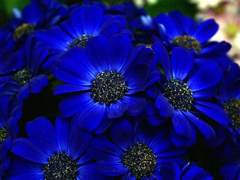 Royal Blue Flowers Blur Effect Nature Blue Hd Wallpaper Peakpx
