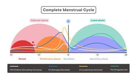 The Menstrual Cycle Explained 2023