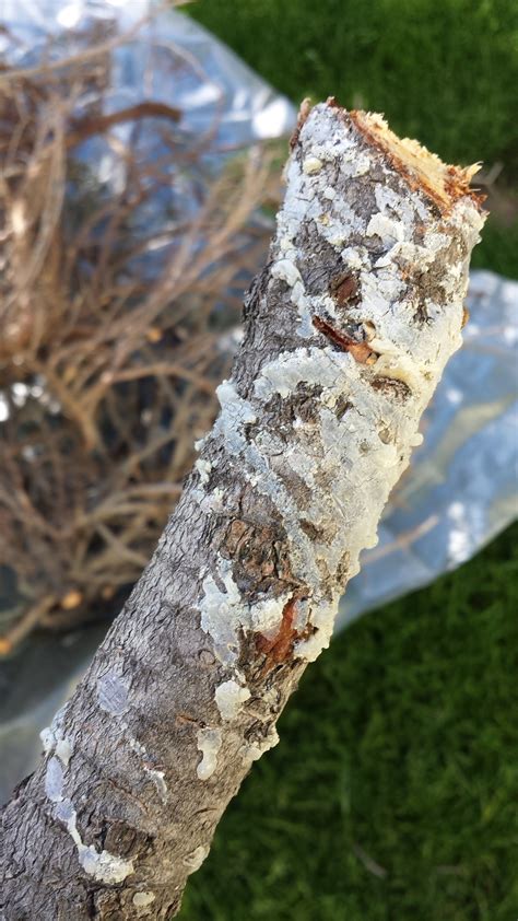 White Mold On Pine Tree 254227 Ask Extension