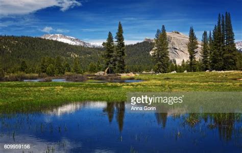 Evergreens And Snowcapped Mountains Reflected In Marsh At Tuolumne