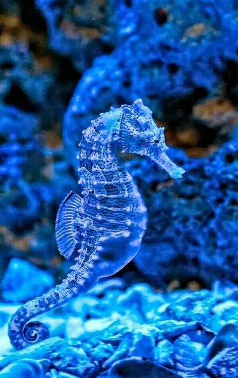 Pin By Frances Lucinda On Zoo Beautiful Sea Creatures Animals