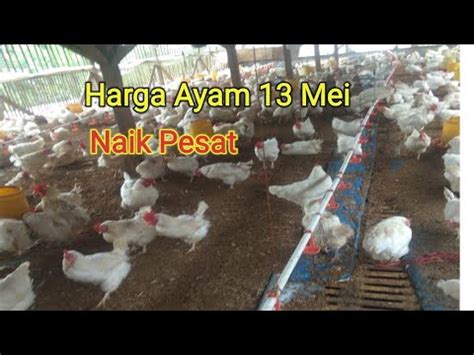 Anda bisa memulai bisnis ini dari modal yang terkecil hingga. Harga Ayam Broiler Terbaru , Rabu 13 Mei 2020 Seluruh ...