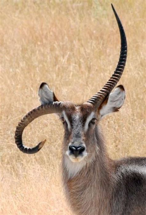 40 Beautiful Pictures Of Animals With Horns Animals With Horns