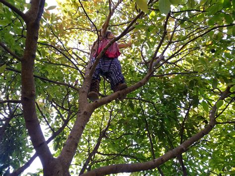 An avocado has one big pit which is the seed for the plant. The Robert Moss BLOG: The faery of the avocado tree