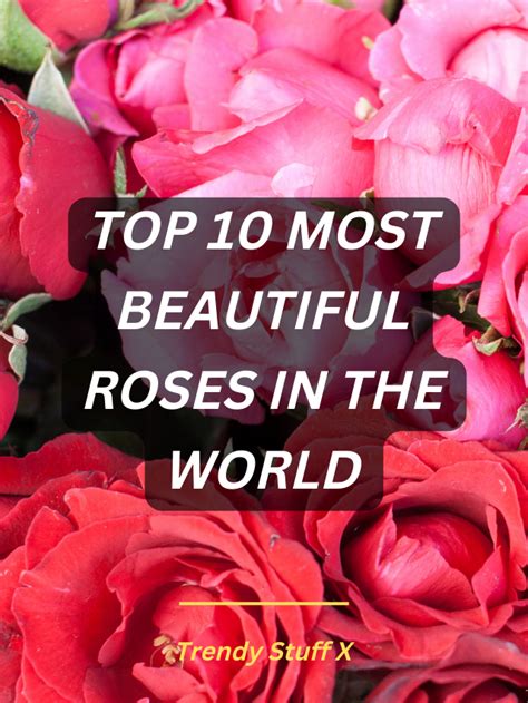 Top 10 Most Beautiful Roses In The World Trendy Stuff X