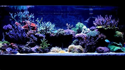 225 Gallon Reef Tank Youtube