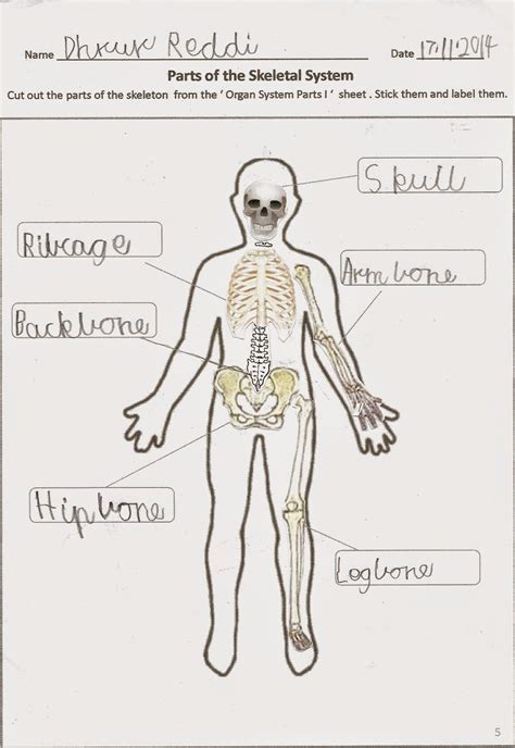 Human Body Systems Worksheet
