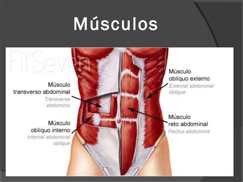 Anatomia Da Parede Abdominal
