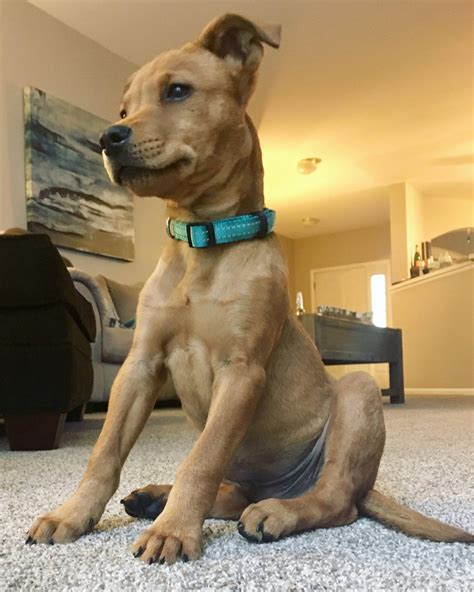 He would say dog where if they were looking for a dog. 14 Dogs That Look Like Scooby-Doo In Real Life | Page 2 of 3 | PetPress