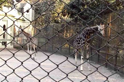 Why Are Animals Transported From Alipore Zoo Dying