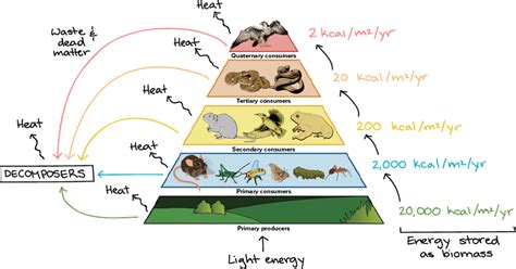 They are known as primary consumers and lie at level 2 in the food chain. Food Chain and Food Web | Definition, Examples, Diagrams