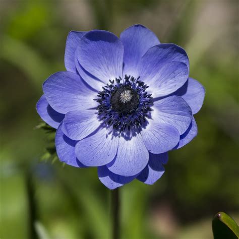 Learn how to dissect a flower and identify the flower structure. Anemone Flower - We Need Fun