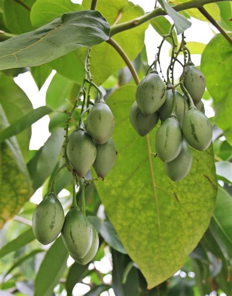 Free Picture Food Fruit Leaf Nature Mango Tree Agriculture Branch