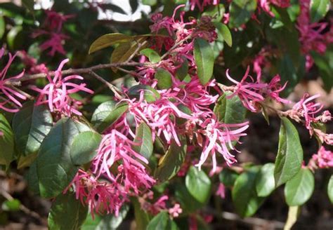 Some of those below are extremely common, while others may be new discoveries for some gardeners. Georgia Backyard Nature: Lovely Loropetalum