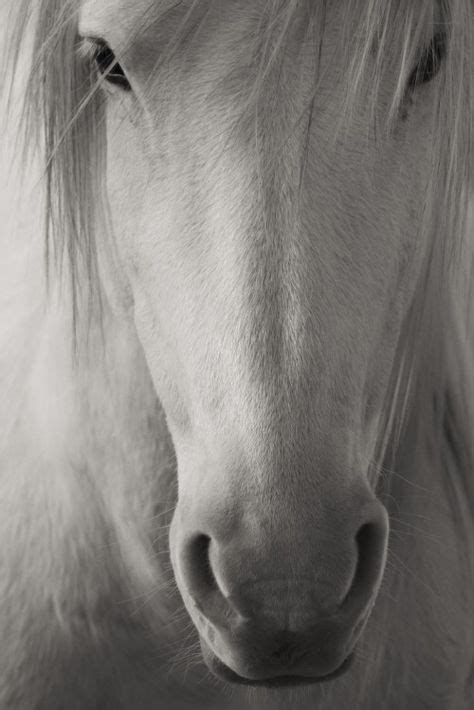 Portrait Of A White Horse Horses Animals Beautiful Horse Pictures