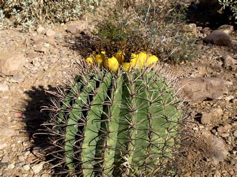 Barrel Cactus Flickr Photo Sharing