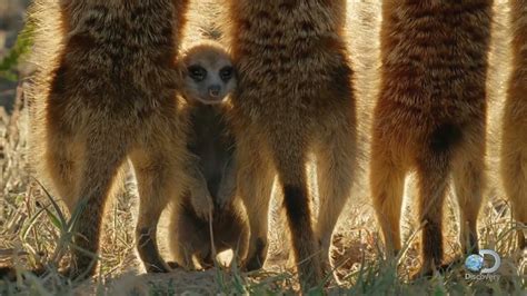 Baby Meerkats Explore The World Youtube