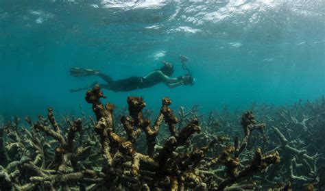 The Worst Coral Die Off In History Just Got Worse Gizmodo Australia