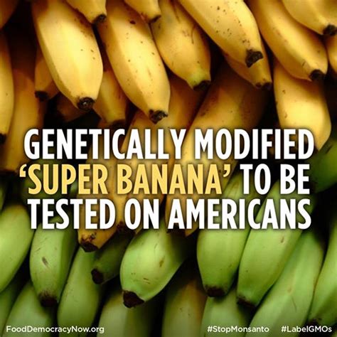 Warning Bananas Sold In Usa Are Genetically Modified Orange Juice Blog
