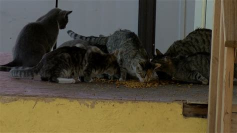 Local Trailer Park Overrun With Dozens Of Stray Cats