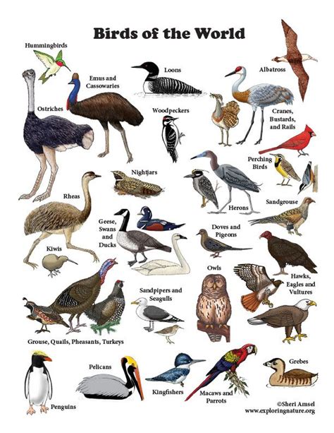 Learn About Birds On Birds Backyard Birds
