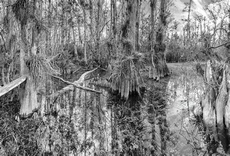 Into The Swamp Photograph By Rudy Wilms Fine Art America