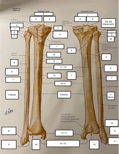 Tibia And Fibula Diagram Quizlet