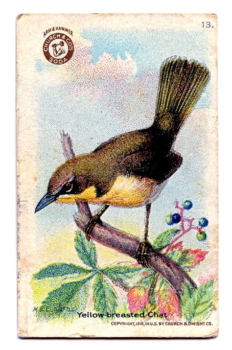 Free Antique Clip Art Lovely Birds The Graphics Fairy