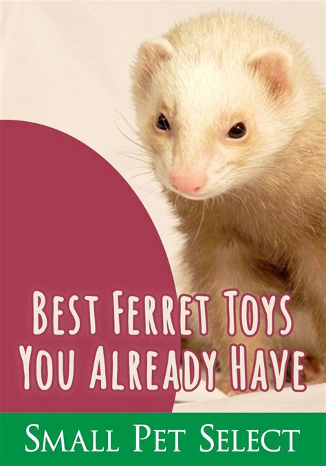 I realise this video won't get a lot of views as it's not what my audience is used to seeing, however i hope this will help that handful of people that are. Are Ferrets Good Pets For Beginners