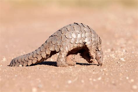 Pangolin Day Days Of The Year