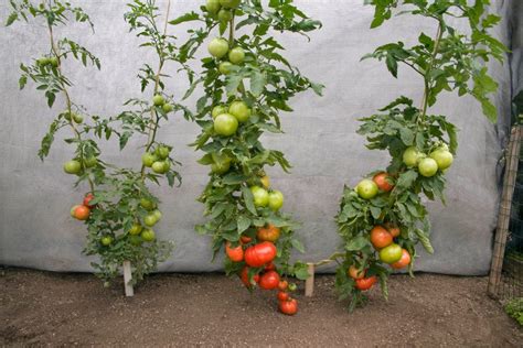 Mighty Mato Tomato Tales 12 Tips On Growing Better Tomato Plants