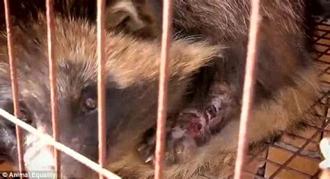 Inside Chinese Fur Farms Which Breed Raccoon Dogs To Make Coats For