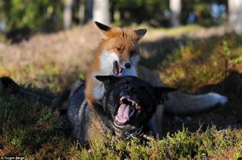 The Adorable And Unlikely Friendship Between A Fox And A Dog Thats