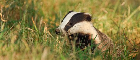 Government U Turn On Promises To End Badger Culling Warwickshire