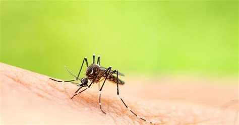 What Is West Nile Virus Symptoms Treatment And What You Need To Know