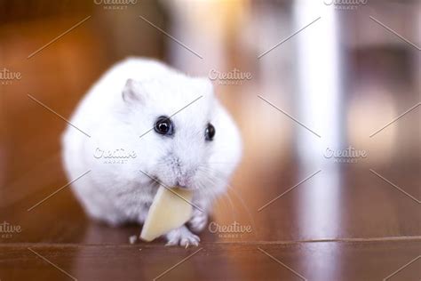 Hamster Eating A Piece Of Cheese Featuring Hamster Animal And Rodent