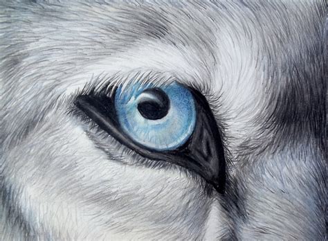 Icy Glance Silver Gray Wolf Blue Eye Colored Pencil Drawing Painting