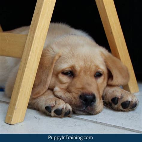 In her spare time, she eats a lot of popcorn. How Can I Adopt A Retired Service Dog or Failed Guide Dog ...