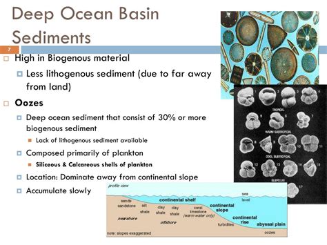 Biogenous sediment biogenous sediments (bio = life the continental margins, winds may blow small particles (clay, silt, and volcanic ash, for example) far out to sea. PPT - Ocean Sediments PowerPoint Presentation, free ...