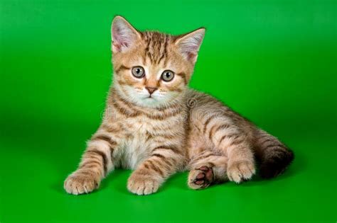 Fluffy Ginger Tabby Kitten British Cat Stock Image Image Of Spotted