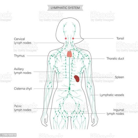 Lymphaticsystem Stock Illustration Download Image Now Lymph Node