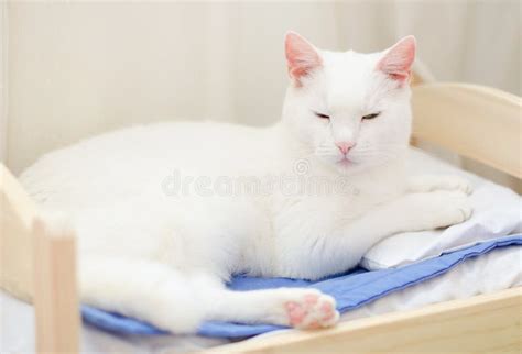 White Cat Sleeping Stock Photo Image Of Laziness Energy 29818664