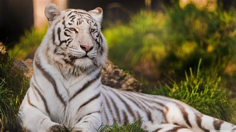 🥇 Animals Grass Tigers Tigress White Wallpaper 54321