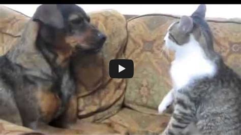Cat Vs Dog Fight Very Funny Animal Comedy