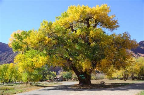 Poplar trees are a plant that naturally occurs in arid shrublands, boreal forests, deserts, and temperate forests. Poplar & Cottonwoods Trees in Colorado | Ross Tree Company ...
